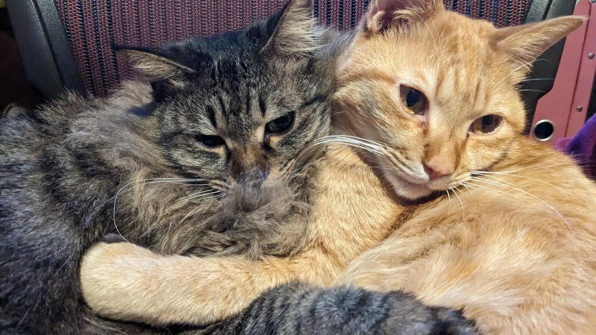 Ryokan Tanoya Quioto