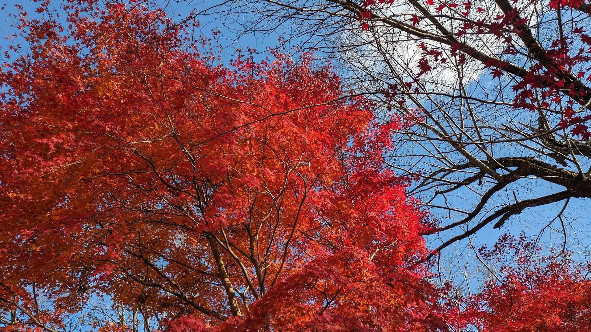 Ryokan Tanoya Quioto Japão